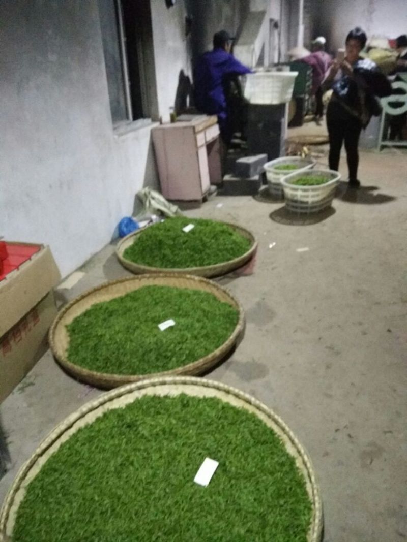 茶树油