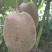 黄心猕猴桃90~100克