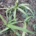 白芨野生加移植药用成份高