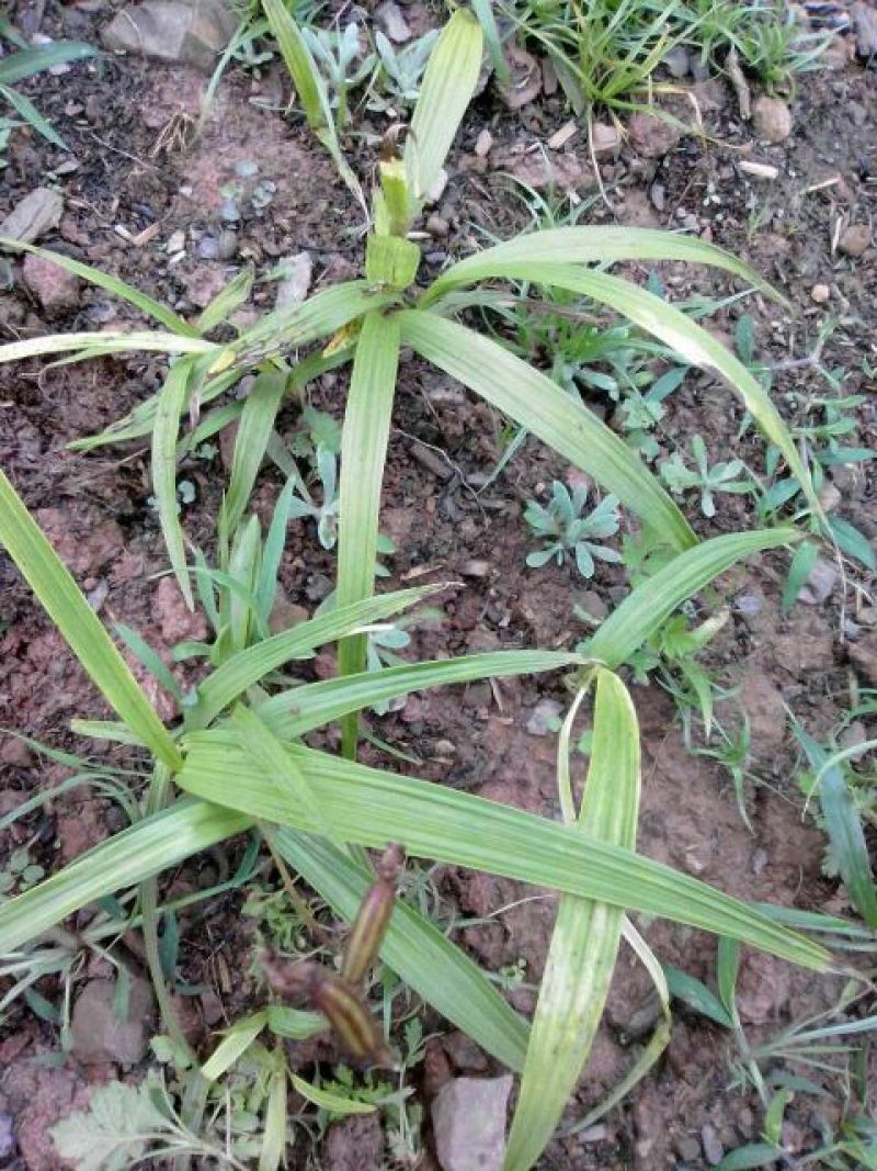 白芨野生加移植药用成份高