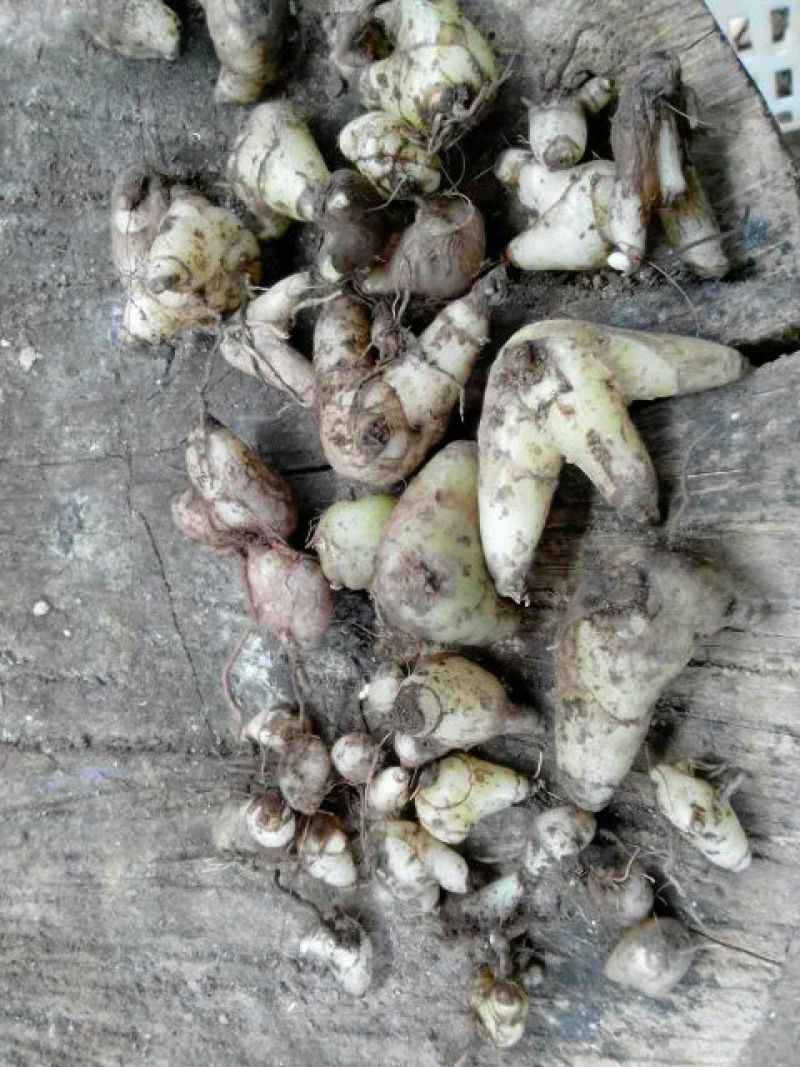 白芨野生加移植药用成份高