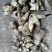 白芨野生加移植药用成份高