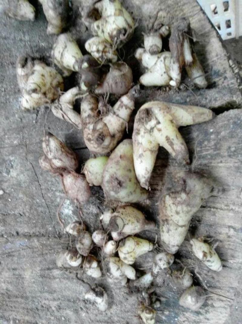 白芨野生加移植药用成份高