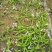 白芨野生加移植药用成份高