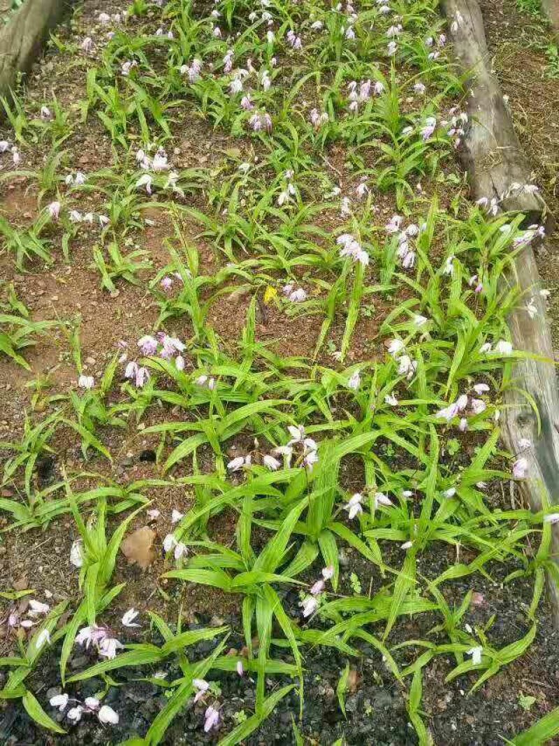 白芨野生加移植药用成份高