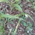 白芨野生加移植药用成份高