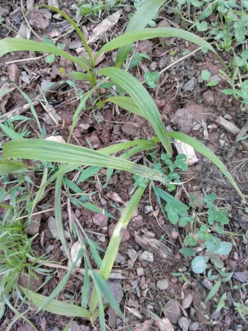 白芨野生加移植药用成份高