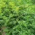 花椒苗0.5~1年