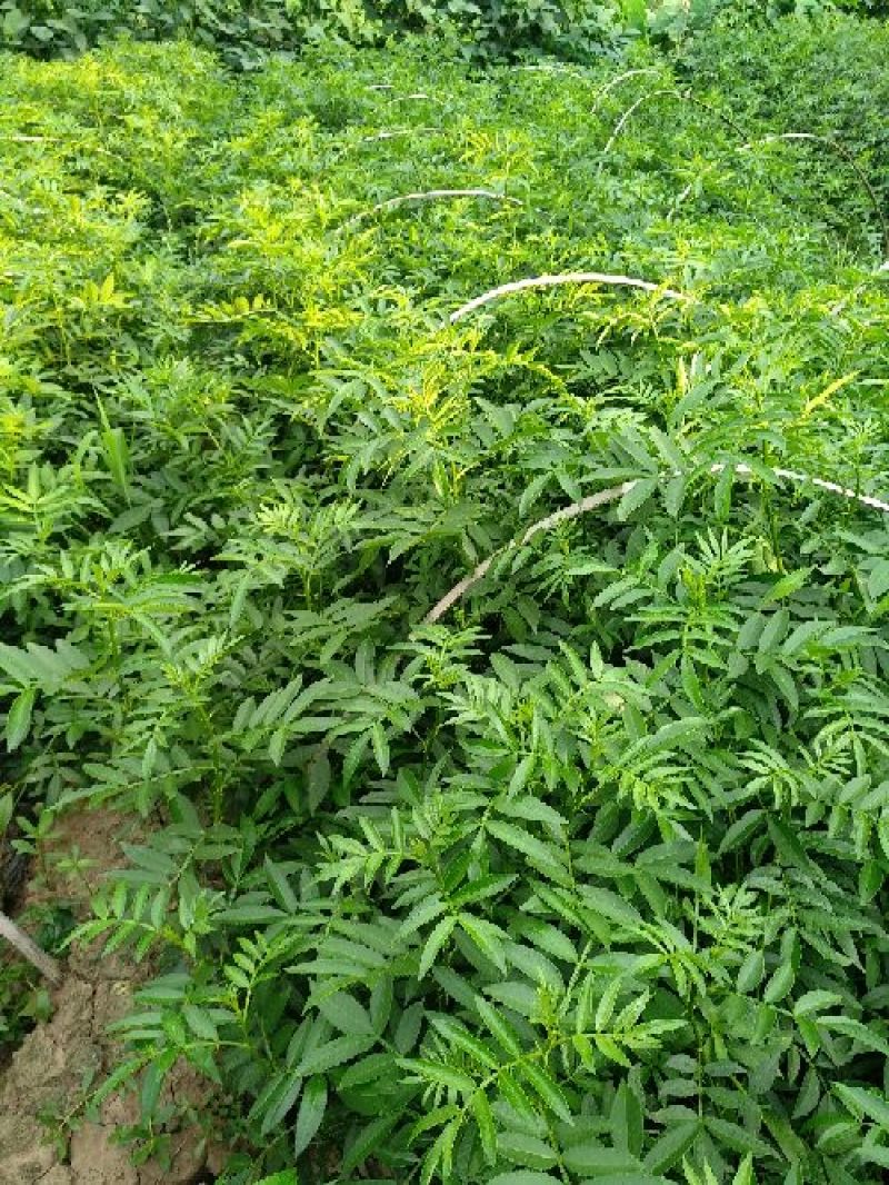 花椒苗0.5~1年