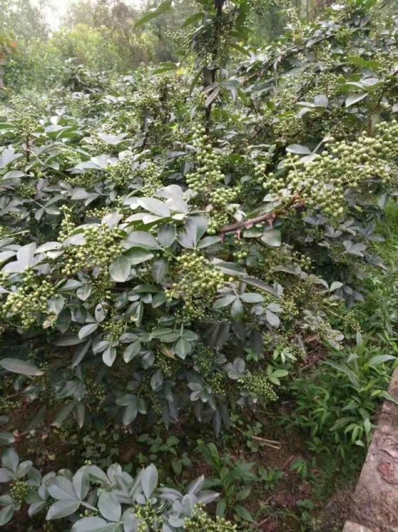 花椒苗0.5~1年