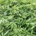 花椒苗0.5~1年
