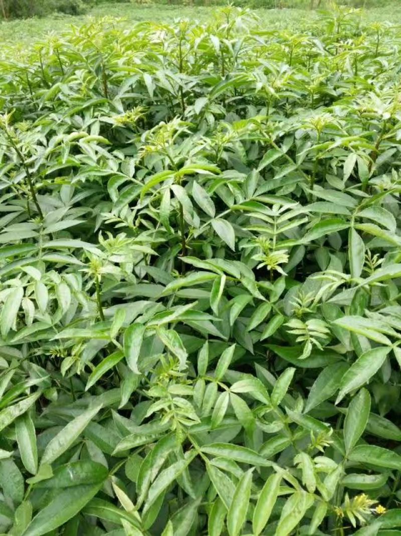 花椒苗0.5~1年
