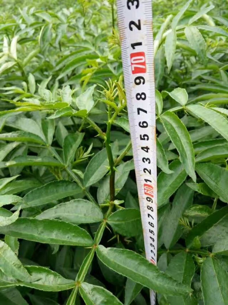 花椒苗0.5~1年