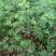 花椒苗0.5~1年