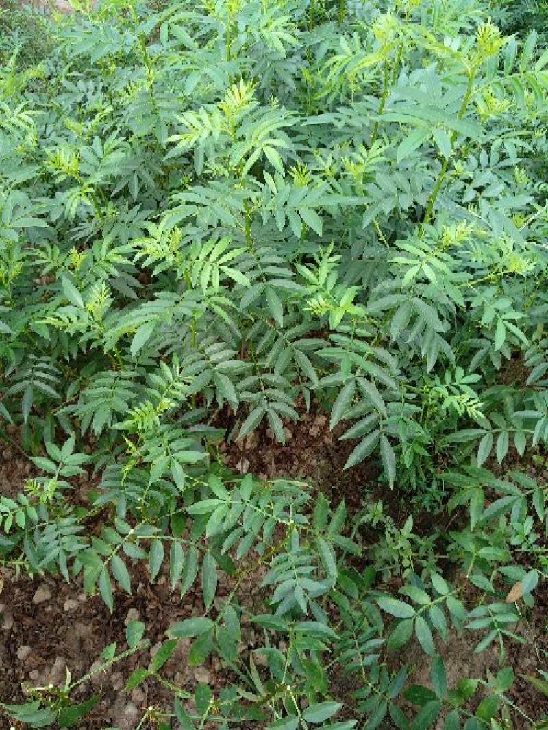 花椒苗0.5~1年