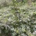 花椒苗0.5~1年