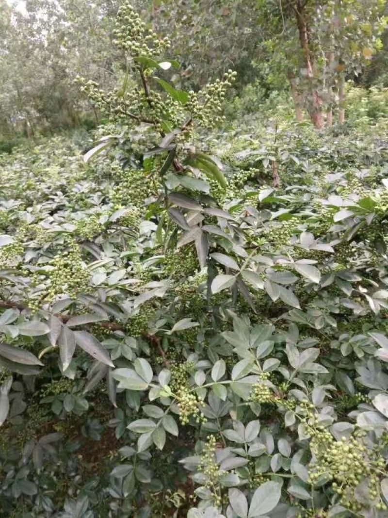 花椒苗0.5~1年