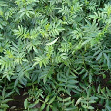 花椒苗0.5~1年