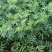 花椒苗0.5~1年