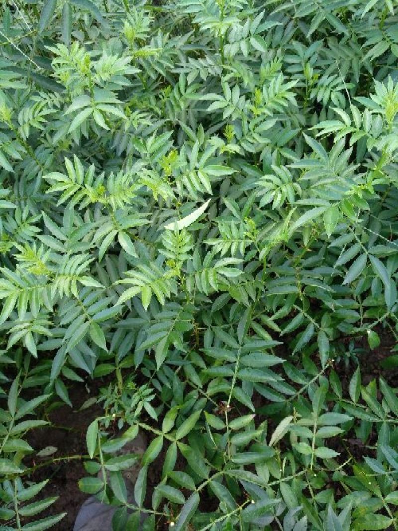 花椒苗0.5~1年