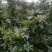 花椒苗0.5~1年