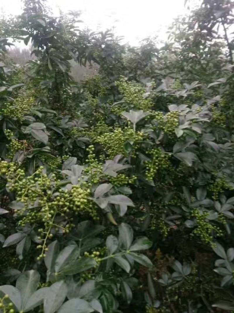 花椒苗0.5~1年