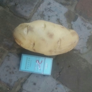 陕西精品，土豆3两以上，大量有货，欢迎订购