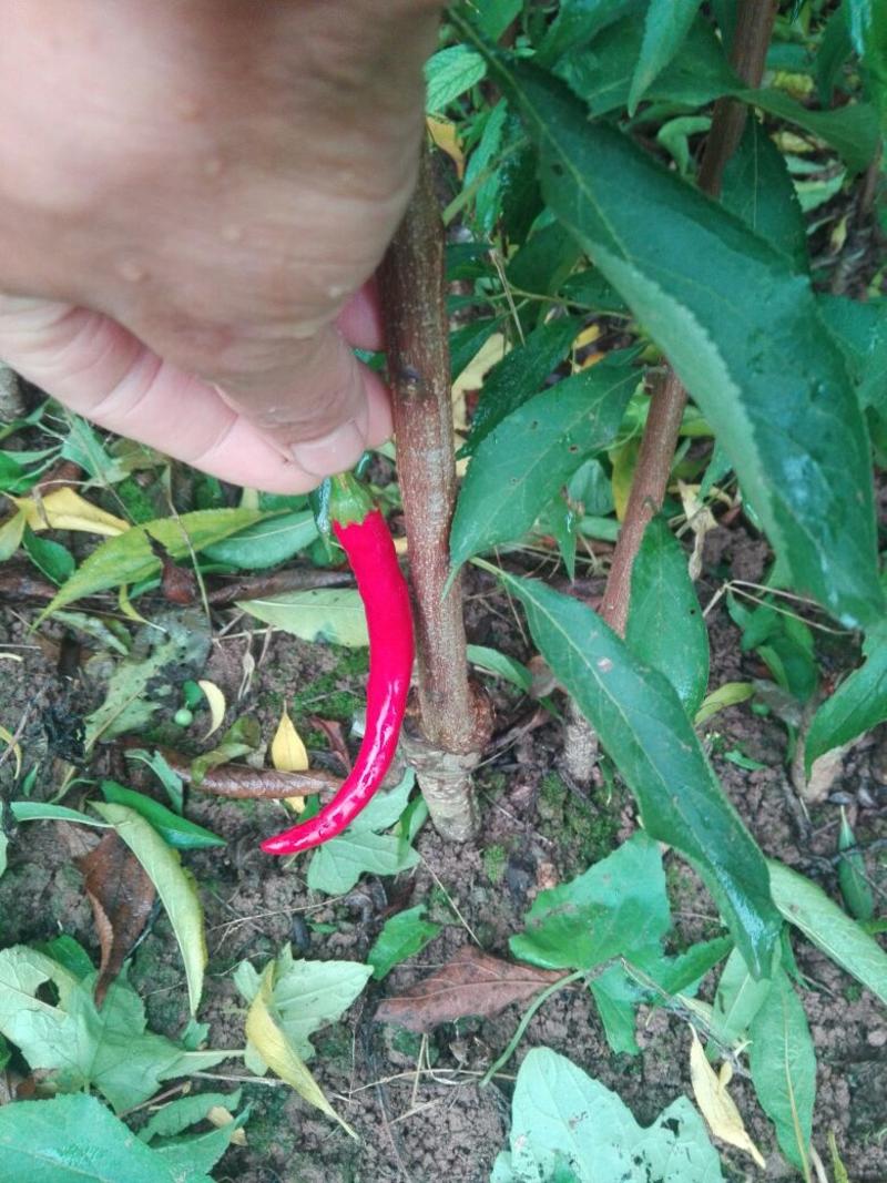 正宗汶川脆红李子树苗，晚熟品种！各种规格均有！