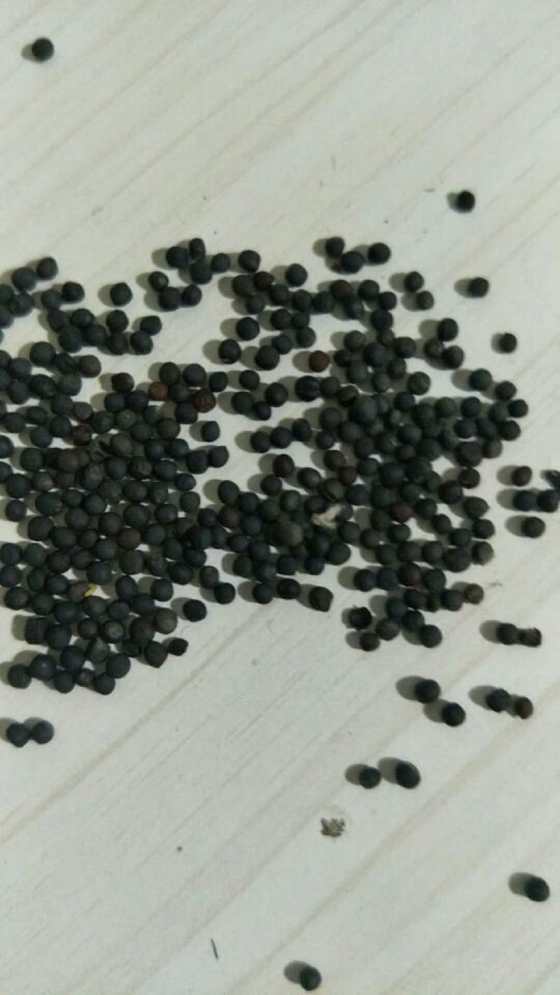 油菜籽1级