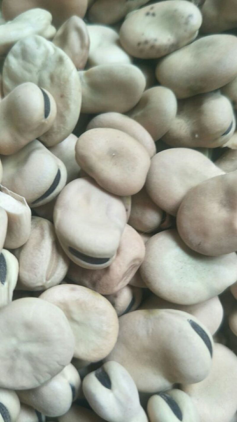 青海蚕豆优等品