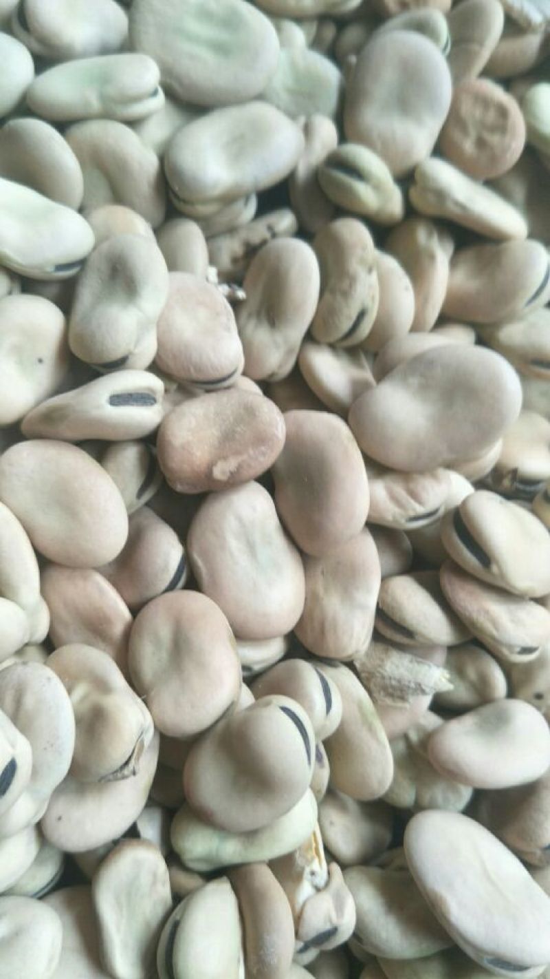 青海蚕豆优等品