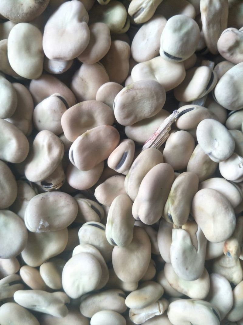 青海蚕豆优等品