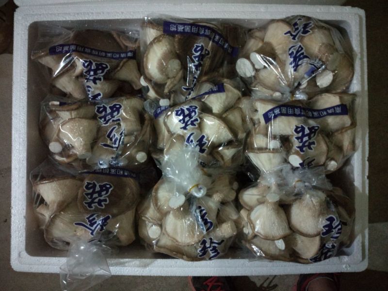 猪肚菇特级