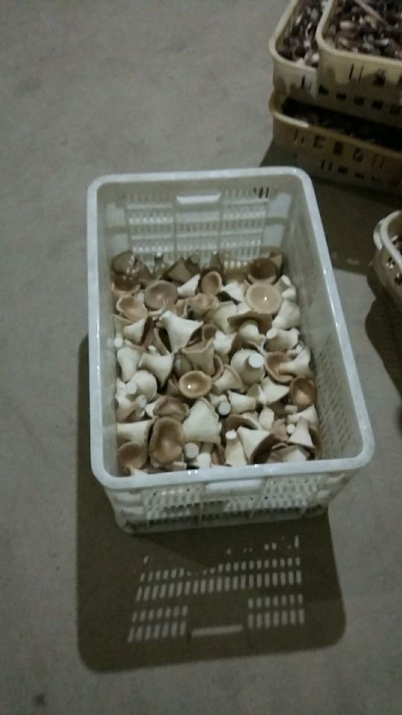 猪肚菇特级