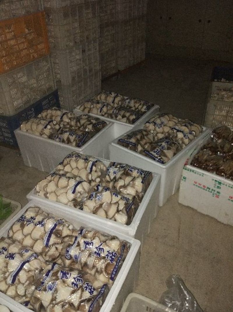 猪肚菇特级