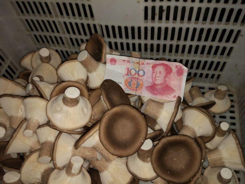 猪肚菇特级