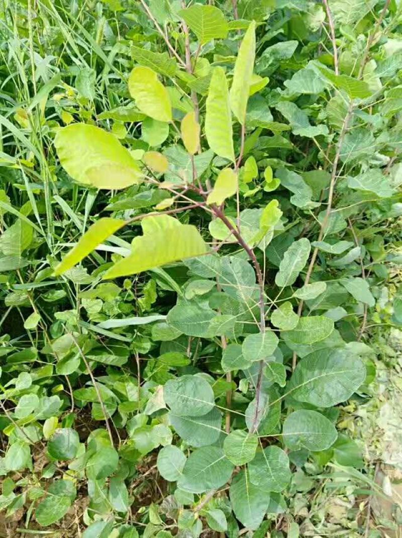 黄栌苗现起现发保湿发货荒山绿化量大从优成活率高