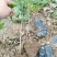 黄栌苗现起现发保湿发货荒山绿化量大从优成活率高