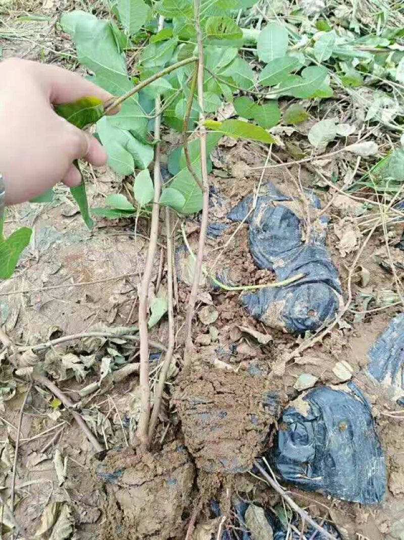 黄栌苗现起现发保湿发货荒山绿化量大从优成活率高