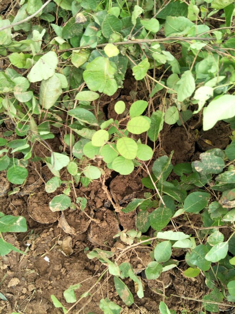 黄栌苗现起现发保湿发货荒山绿化量大从优成活率高
