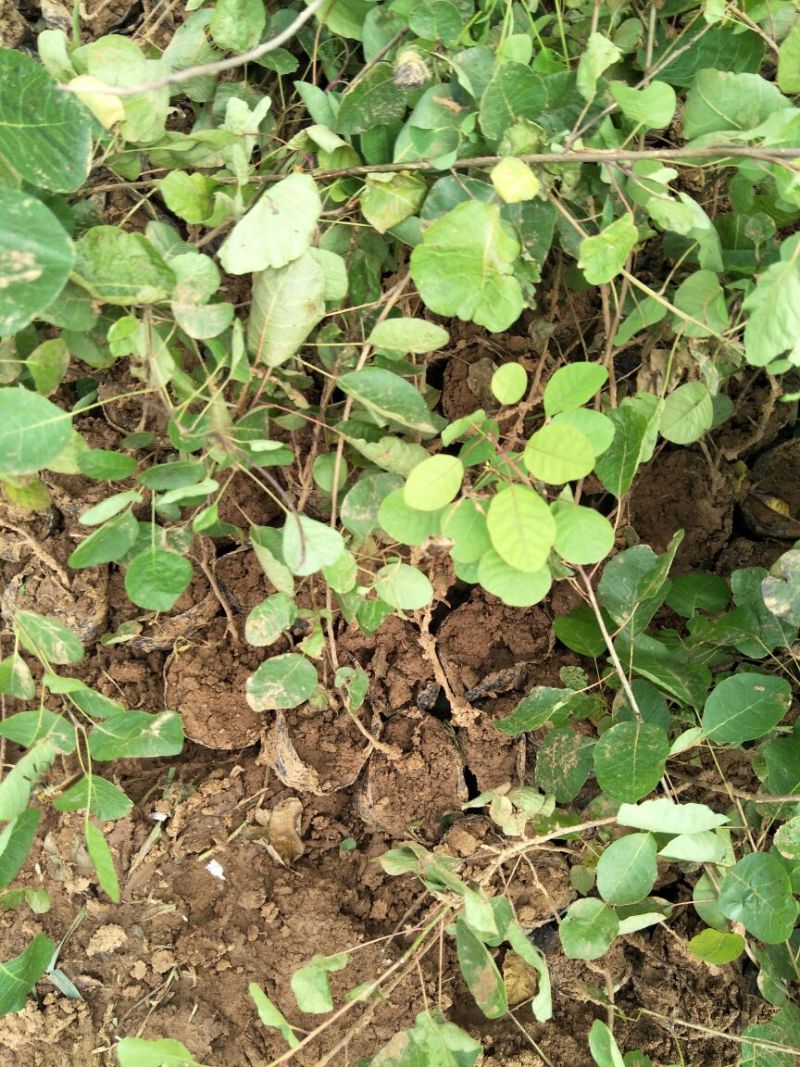 黄栌苗现起现发保湿发货荒山绿化量大从优成活率高
