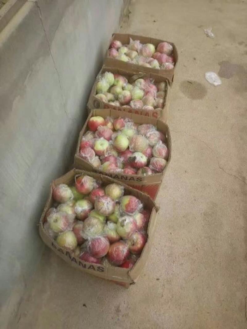 山东优质红露苹果75mm以上膜袋大量供应