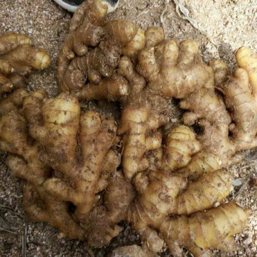 生姜3两以上带土山东省沂水县货源充足