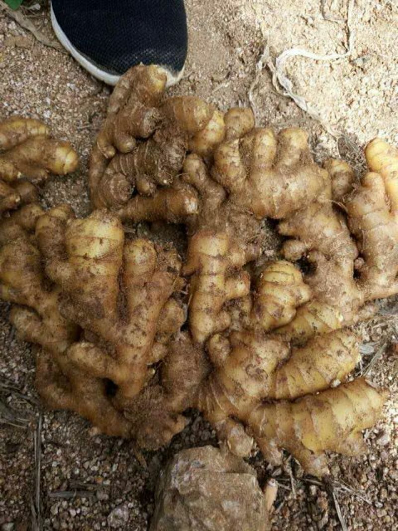 生姜3两以上带土山东省沂水县货源充足