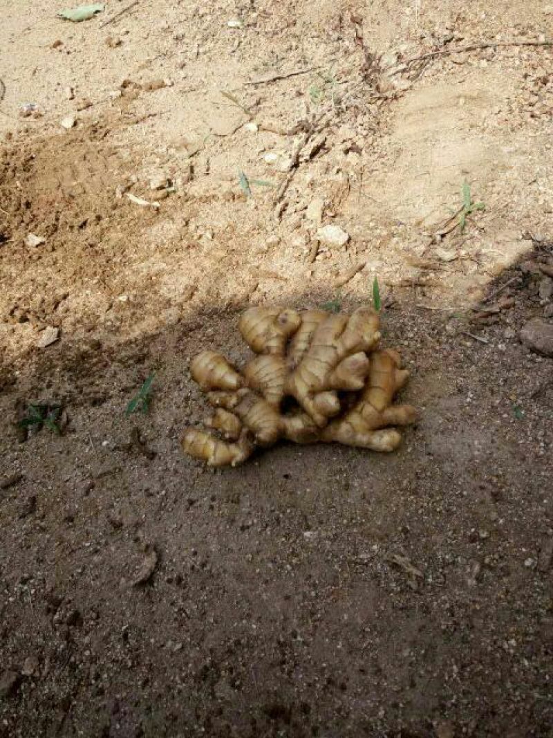 生姜3两以上带土山东省沂水县货源充足