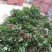 草莓苗10~20cm