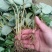 草莓苗10~20cm
