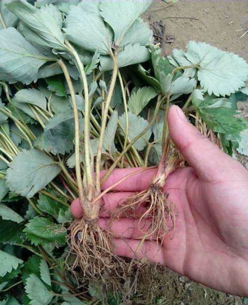 草莓苗10~20cm