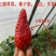 草莓苗10~20cm