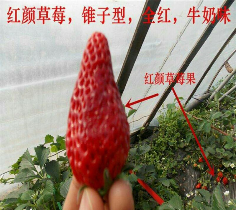 草莓苗10~20cm